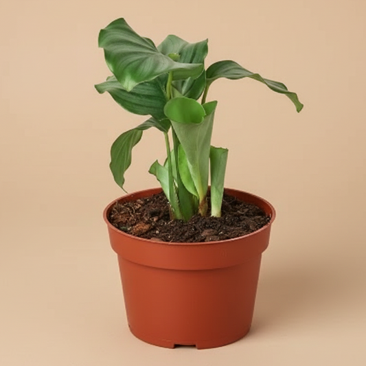 Calathea 'Orbifolia'