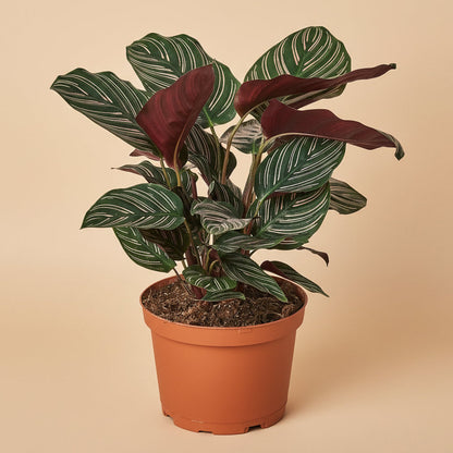 Calathea 'Ornata'