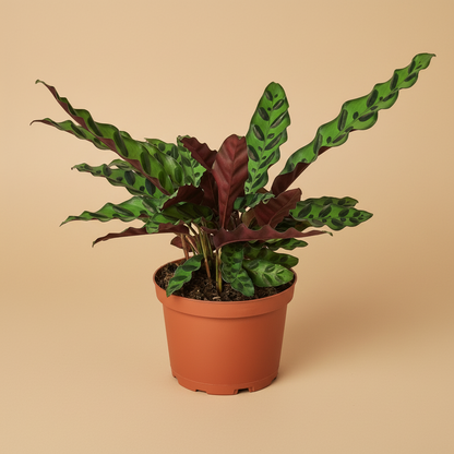 Calathea Lancifolia 'Rattlesnake'