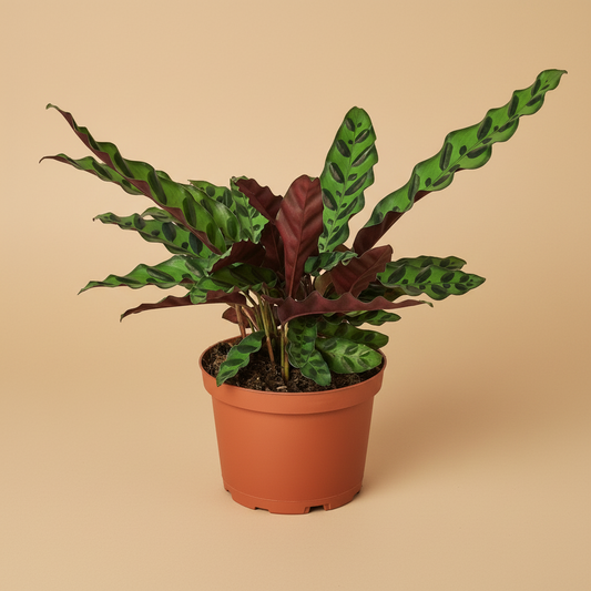 Calathea Lancifolia 'Rattlesnake'