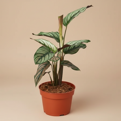 Calathea 'White Star'