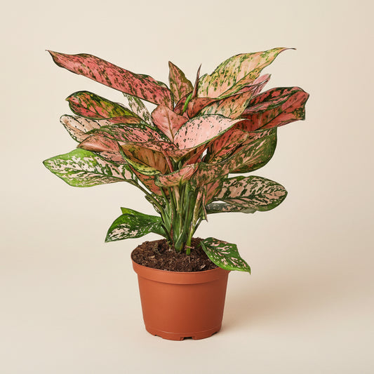 Aglaonema ‘Lady Valentine'