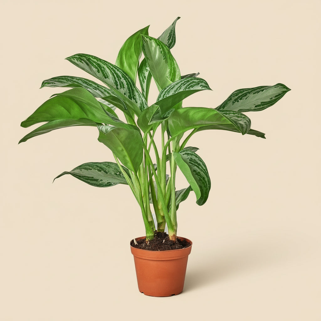 Chinese Evergreen 'Silver Bay'