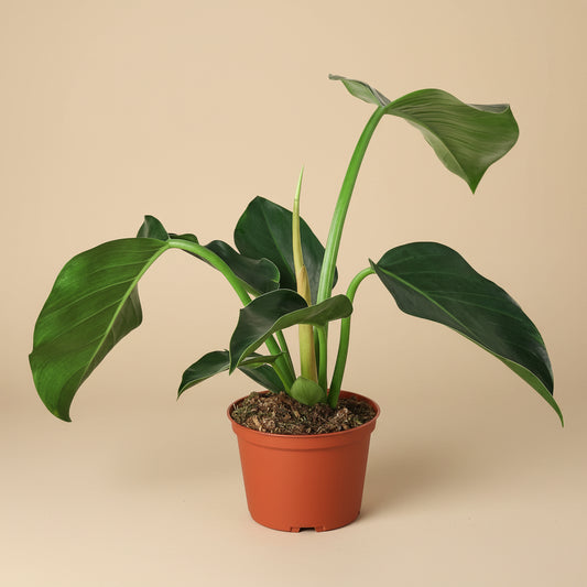 Philodendron 'Congo Green'