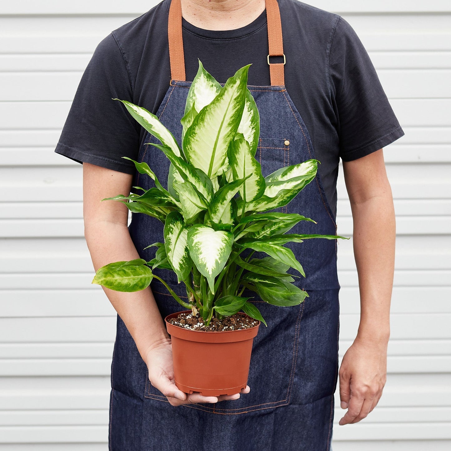 Dieffenbachia Camille 'Dumb Cane' - House Plant Shop