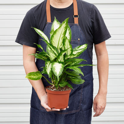 Dieffenbachia Camille 'Dumb Cane' - House Plant Shop