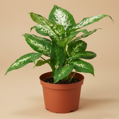 Dieffenbachia 'Tropic Snow'