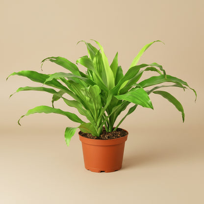 Dracaena 'Lime Light'