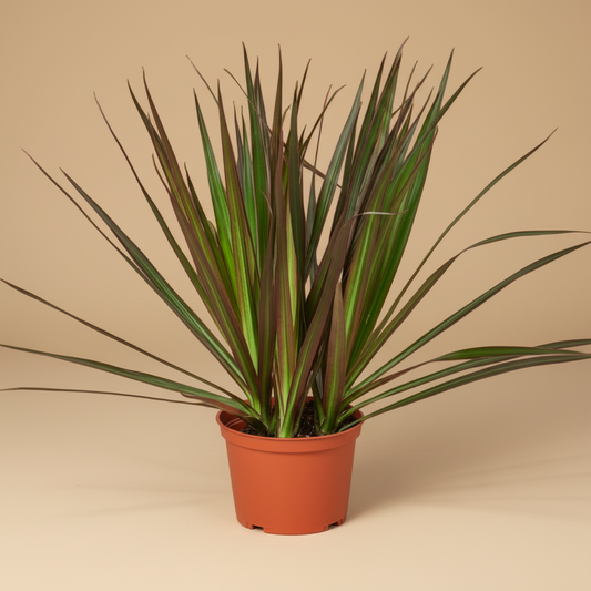 Dracaena 'Marginata Magenta'