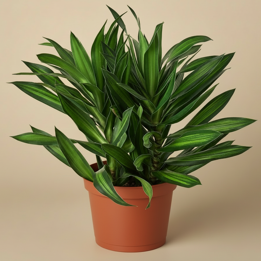 Dracaena 'Song of Jamaica'