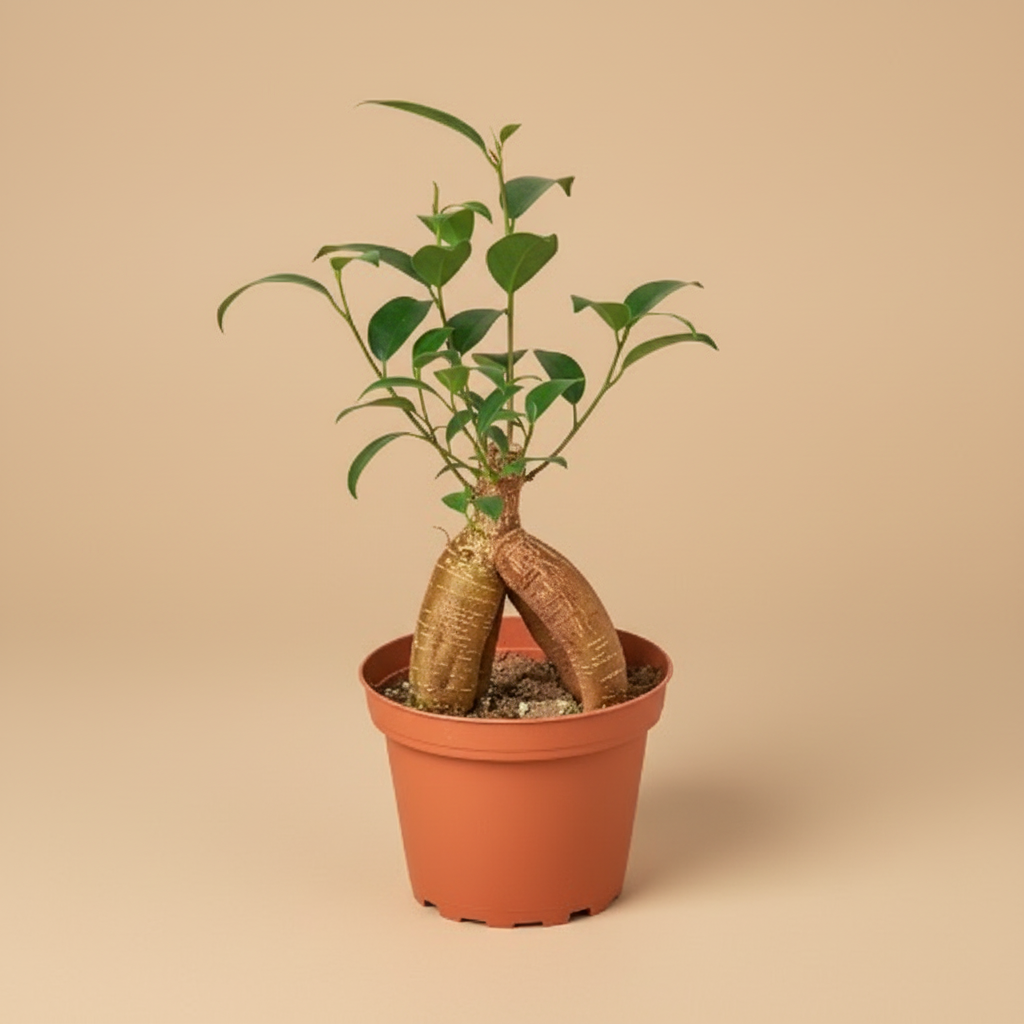 Ficus 'Ginseng'