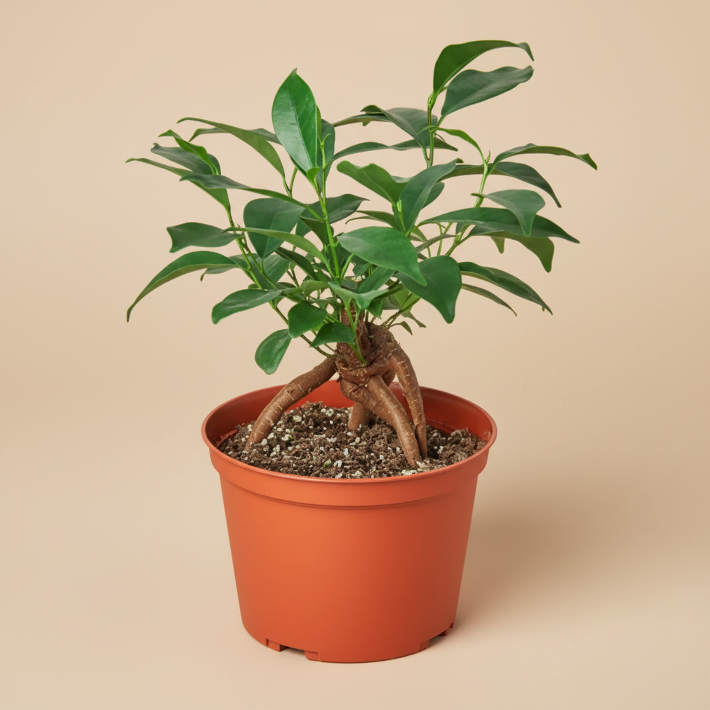 Ficus 'Ginseng'