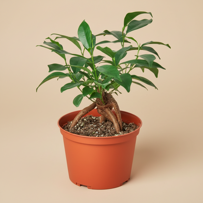 Ficus 'Ginseng'