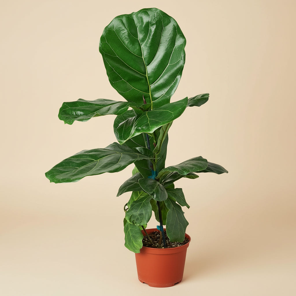 Ficus Lyrata 'Fiddle Leaf Fig'