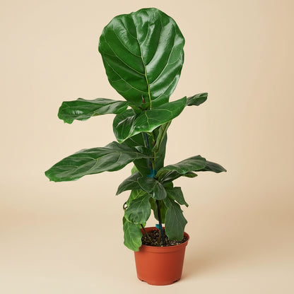 Ficus Lyrata 'Fiddle Leaf Fig'