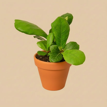 Ficus Lyrata 'Fiddle Leaf Fig'