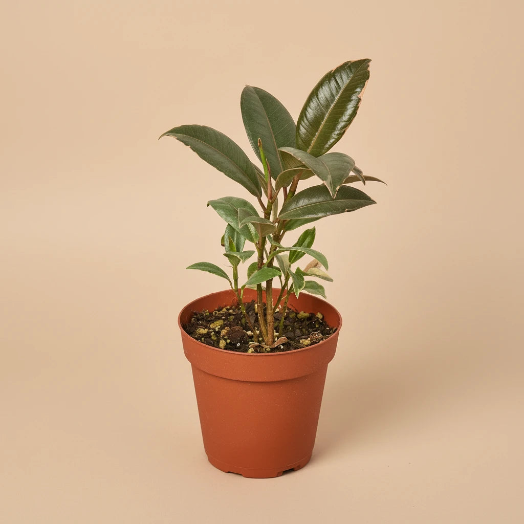 Ficus Elastica 'Tineke'