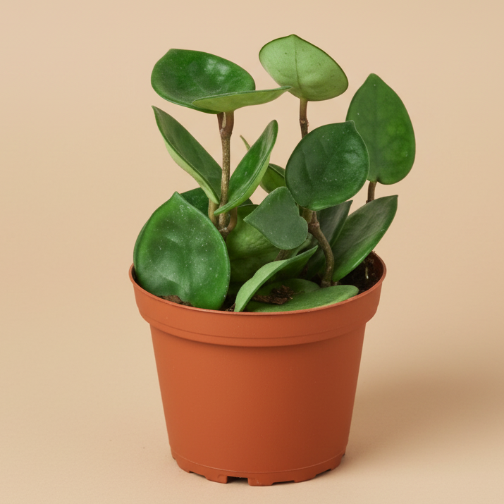 Hoya Carnosa 'Chelsea'