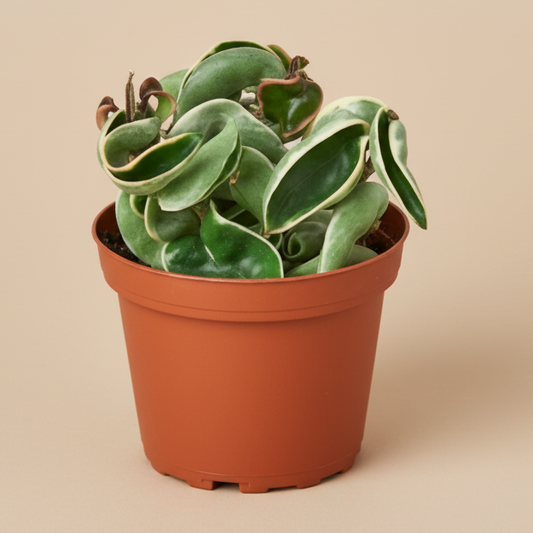 Hoya 'Rope Plant' Variegated