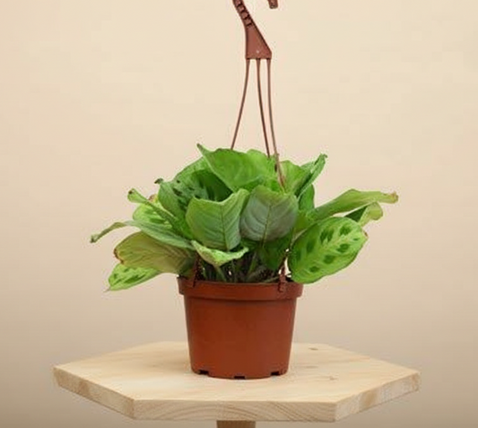 Maranta 'Leuconeura'