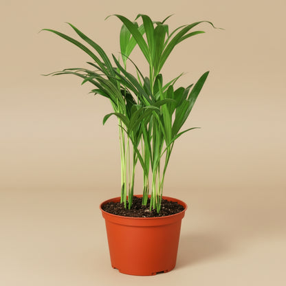 Areca Palm