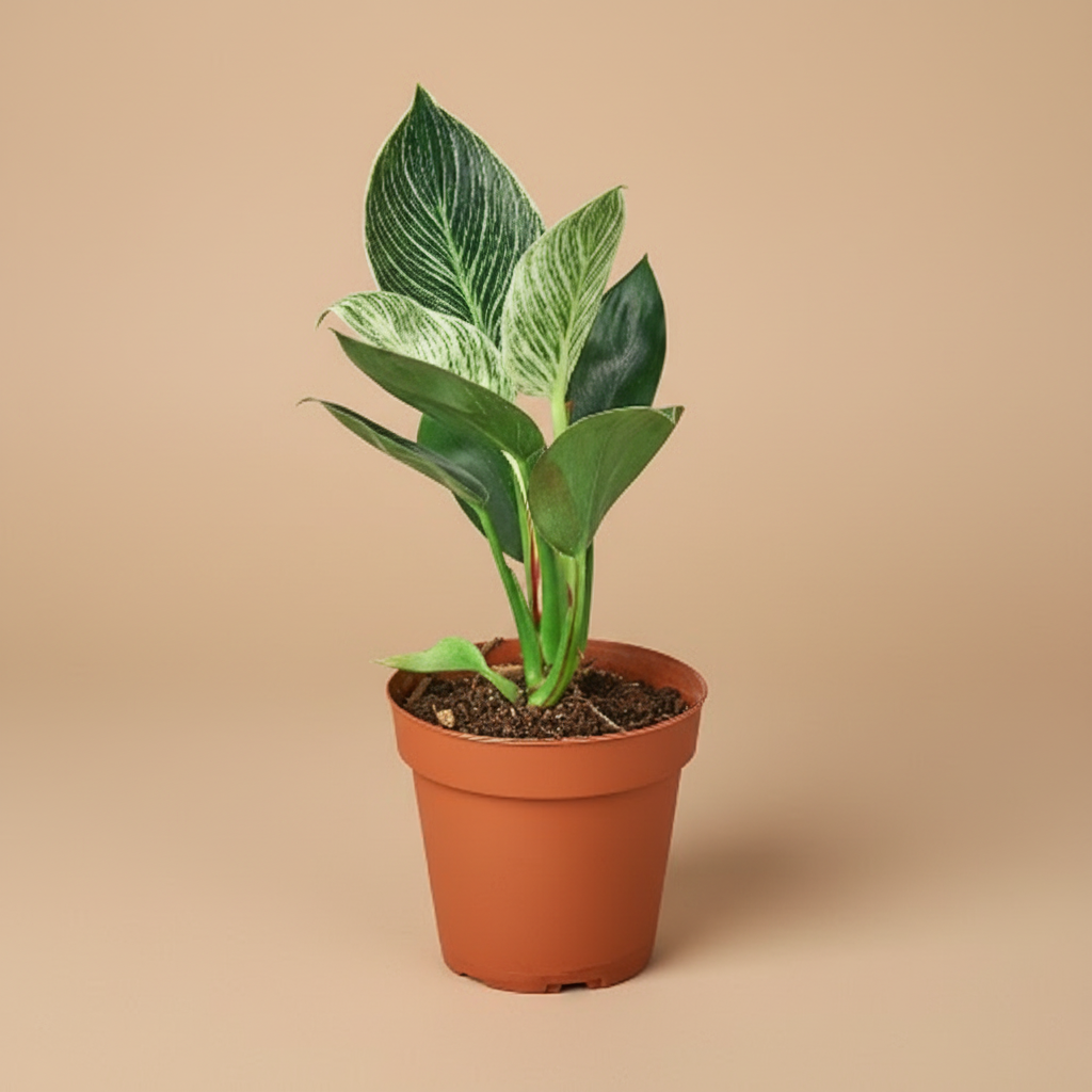 Philodendron 'Birkin'