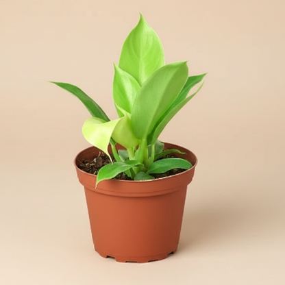 Philodendron 'Moonlight'