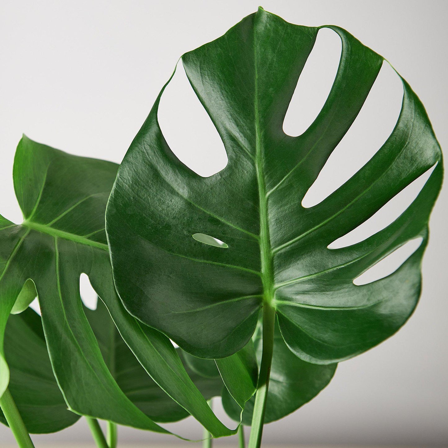 Monstera Deliciousa Split-Leaf