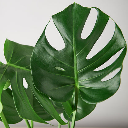 Monstera Deliciousa Split-Leaf