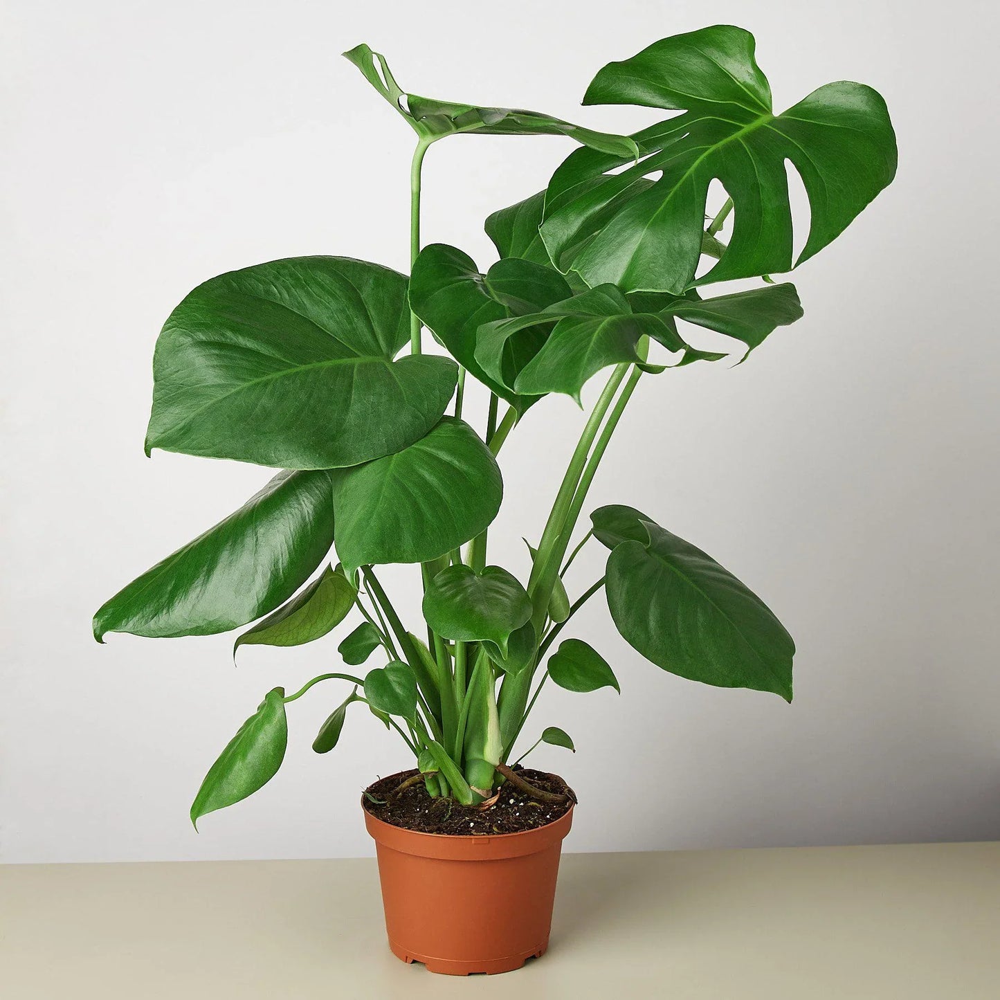 Monstera Deliciousa Split-Leaf