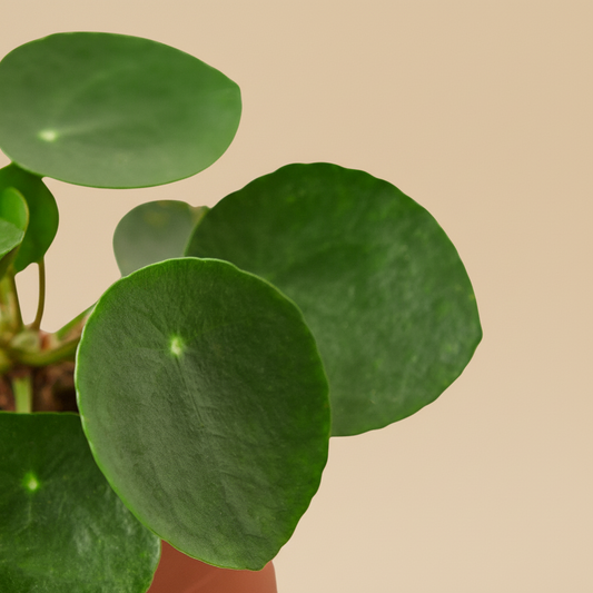 Pilea Chinese Money Plant 6” Pot