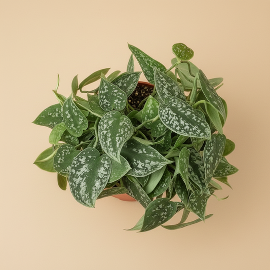 Scindapsus pictus 'Argyraeus'