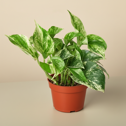 Pothos 'Marble Queen'
