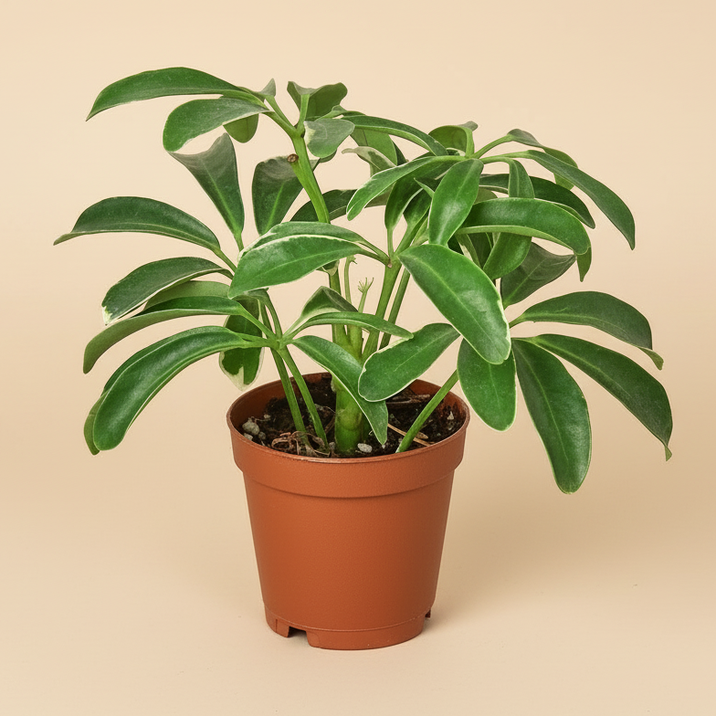 Schefflera Arboricola 'Umbrella'