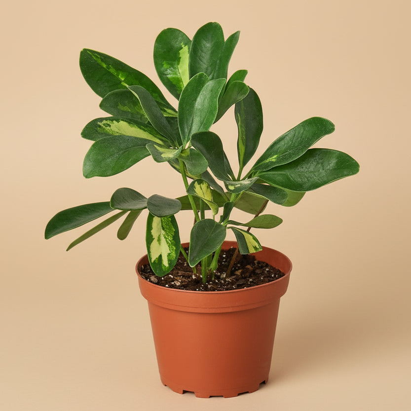 Schefflera Variegated