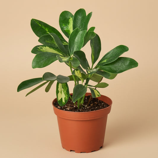 Schefflera Variegated