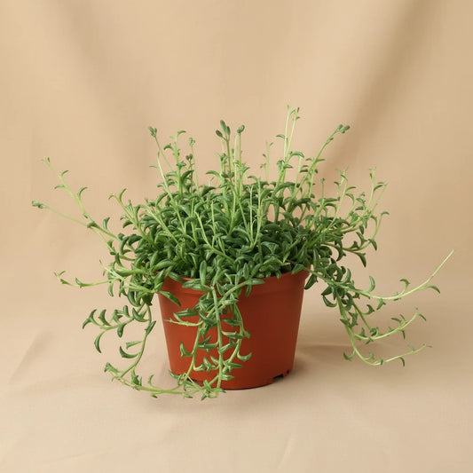 Succulent 'String of Dolphins'