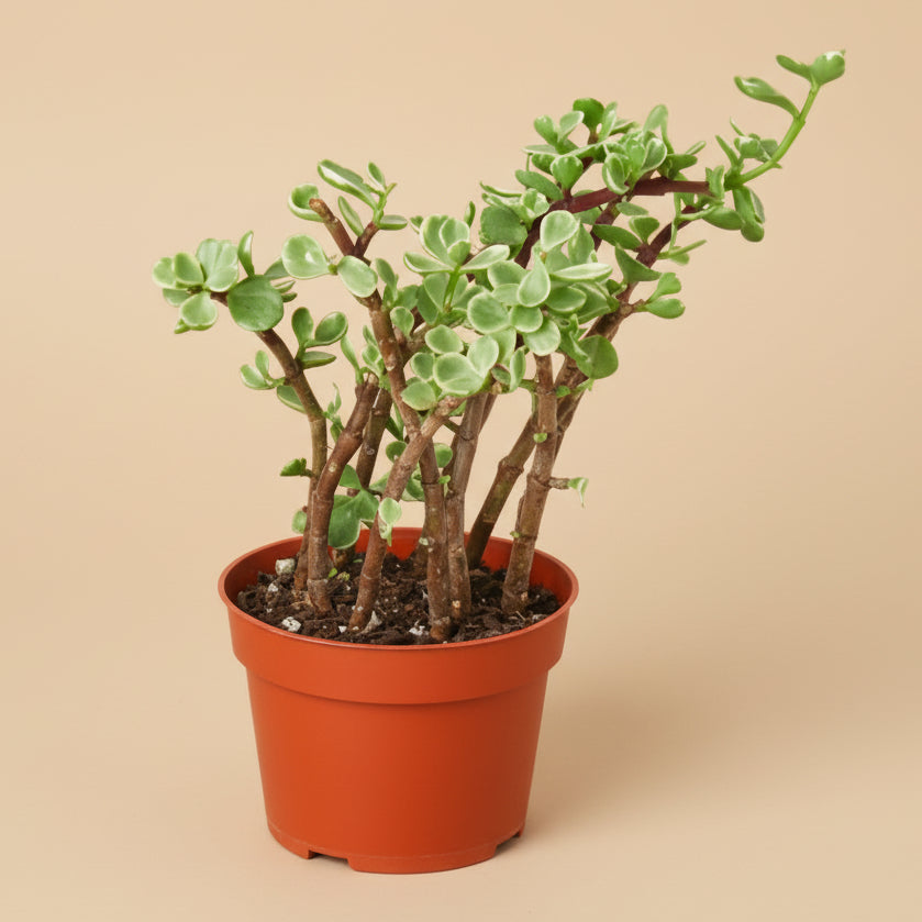 Portulacaria Afra 'Rainbow Elephant Bush'