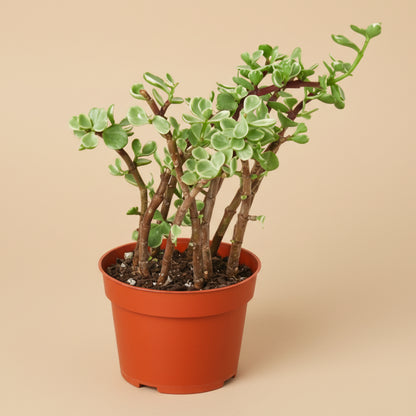 Portulacaria Afra 'Rainbow Elephant Bush'