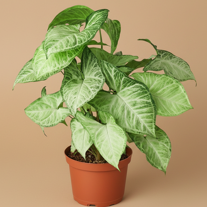 Syngonium 'White Butterfly'