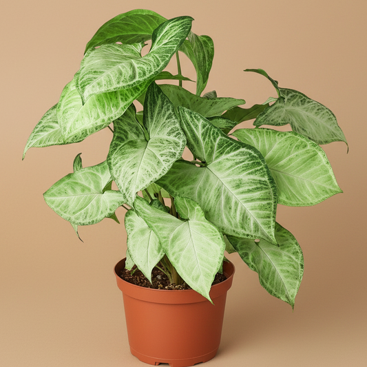 Syngonium 'White Butterfly'