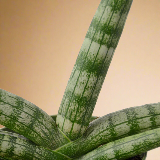 Sansevieria cylindrica – African Spear Plant