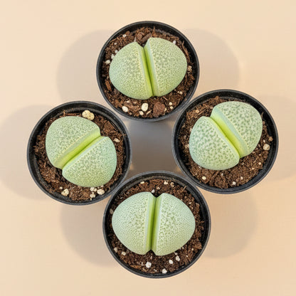 Pleiospilos nelii, Split Rock, 2” Pot