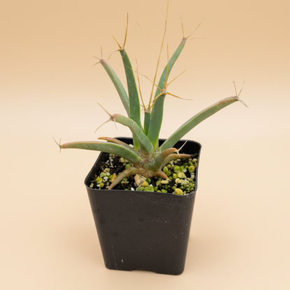 Agave Cactus | 2 inch | Leuchtenbergia principis