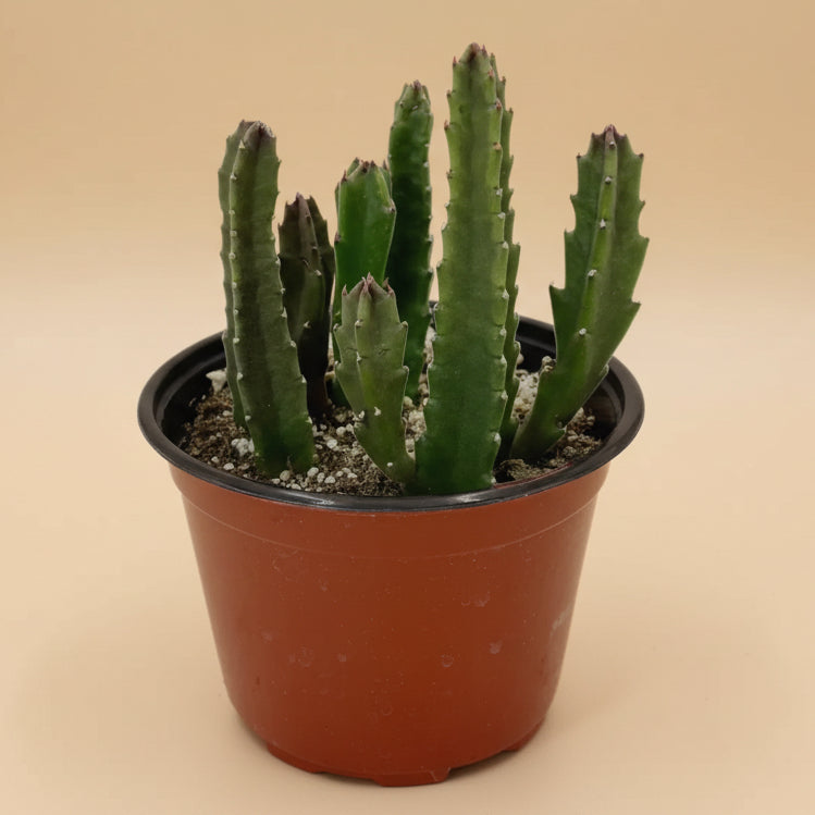Stapelia Grandiflora – 6” Pot