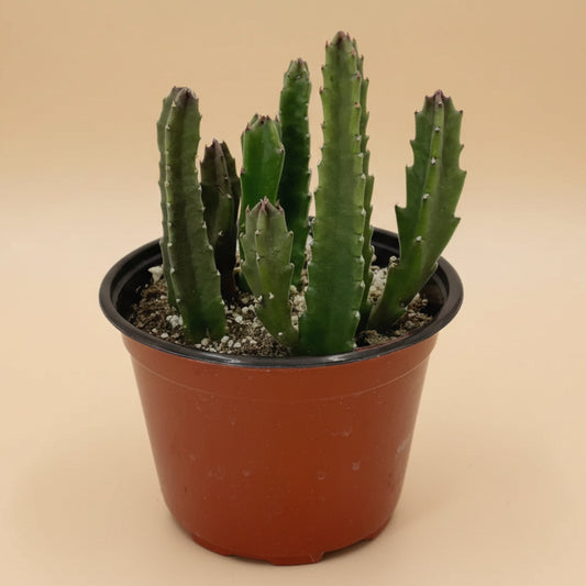 Stapelia Grandiflora – 6” Pot