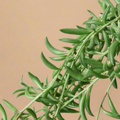 String of Bananas - Senecio Radicans