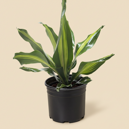 Dracaena Golden Heart