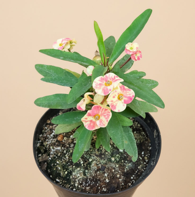 Crown of Thorns (Euphorbia Milii)- 8” pot