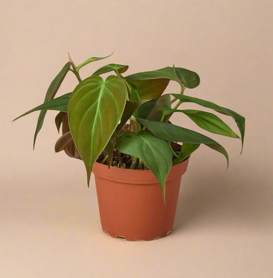 4” Philodendron Hederaceum ‘Micans’